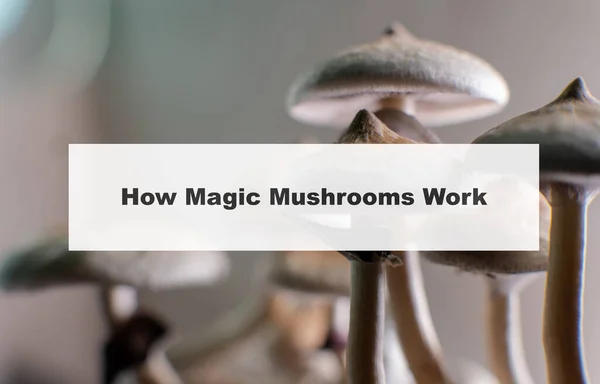 how do magic mushrooms work? the mechanism of psilocybin\'s action on the human body and brain