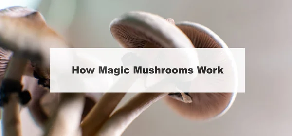 how do magic mushrooms work? the mechanism of psilocybin\'s action on the human body and brain