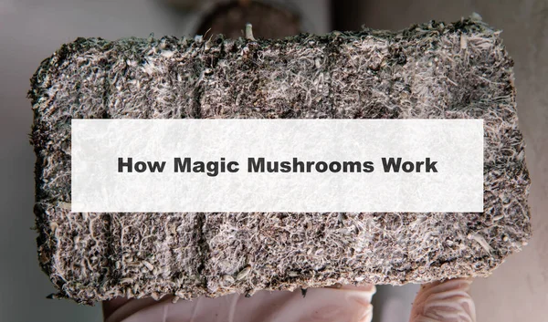 how do magic mushrooms work? the mechanism of psilocybin\'s action on the human body and brain