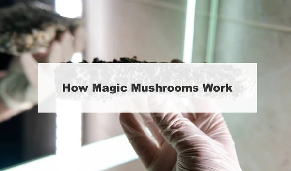 how do magic mushrooms work? the mechanism of psilocybin\'s action on the human body and brain