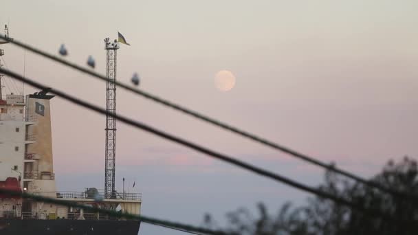 Selektivní fokus z racků na laně v přístavu na nákladní lodi, děravé ošuntělý ukrajinské mávat vlajkou a měsíc na pozadí. Rackové sedět na provázek v přístavu v večer. — Stock video