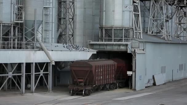 Godståg med jordbruksgrödor som lasttransfer flyttar på stora grain terminal nära havet. Lossning spannmål från järnvägsvagn till hiss. Spannmålssilo transshipment anläggning hub. — Stockvideo