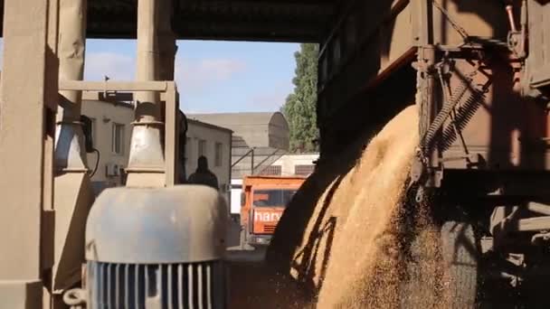 10 September, 2016, Mariupol, Ukraine, Ukrtransagro LLC. Close view of unloading grain trucks at elevator on elevating hydraulic platform unloader. Grain crops transshipment at big sea terminal at — Stock Video