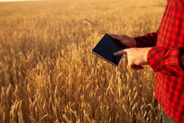 Inteligentní zemědělství využívající moderní technologie v zemědělství. Muž agronomista farmář s digitálním tabletovým počítačem v pšeničném poli pomocí aplikací a internetu, selektivní zaměření. Muž drží v ruce pšeničné uši. — Stock fotografie