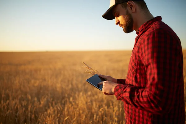 Inteligentní zemědělství využívající moderní technologie v zemědělství. Muž agronomista farmář s digitálním tabletovým počítačem v pšeničném poli pomocí aplikací a internetu, selektivní zaměření. Muž drží v ruce pšeničné uši. — Stock fotografie