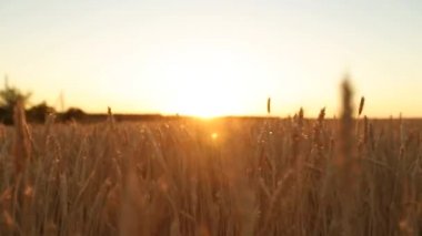 Buğday alan gökyüzü ve güneş karşı altın olgun kulakları ağır çekimde Sunset'teki hareket kamera. Zengin hasat ve tarım Tema kavramı.