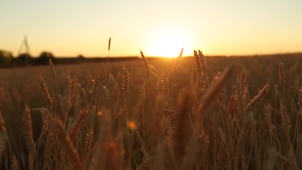 Câmera movendo-se através de orelhas maduras douradas de campo de trigo contra o céu e o sol no pôr do sol em câmera lenta. Conceito de colheita rica e tema agrícola . — Vídeo de Stock