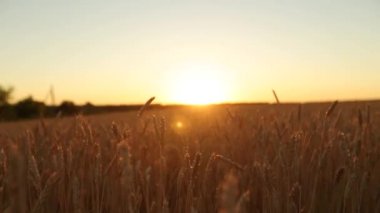 Buğday alan gökyüzü ve güneş karşı altın olgun kulakları ağır çekimde Sunset'teki hareket kamera. Zengin hasat ve tarım Tema kavramı.