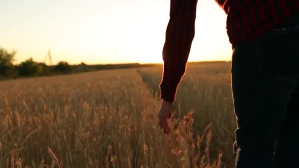 Mužských rukou dotýkat ucha zlatá pšenice v poli pšenice, slunce světlo, odlesk světla. K nepoznání osoba v poli v pomalém pohybu, dolly výstřel. Zemědělství, sklizeň, koncept ekologického zemědělství — Stock video