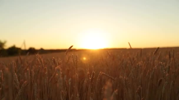 Cámara que se mueve a través de orejas maduras doradas del campo de trigo contra el cielo y el sol en la puesta del sol en cámara lenta. Cosecha rica y concepto de tema agrícola . — Vídeos de Stock