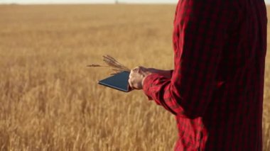 Akıllı Tarım Tarım modern teknolojileri kullanarak. Çiftçi eller touch dijital tablet bilgisayar ekran parmak apps ve Internet kullanarak buğday alanı ile. Adam kulak buğday elinde tutan.