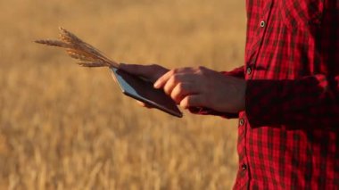 Akıllı Tarım Tarım modern teknolojileri kullanarak. Ziraat Mühendisi çiftçi dijital dokunmatik tablet bilgisayar ekranı artar gerçeklik uygulamaları ve internet, alarak, kulakları fotoğraflarını kullanarak buğday alanında tutar.