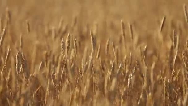 Orelhas de trigo no campo da fazenda, profundidade rasa do campo. Campo de trigo maduro dourado. Conceito de colheita rica e tema agrícola. Panorama horizontal — Vídeo de Stock