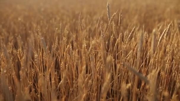 Orelhas de trigo no campo da fazenda, profundidade rasa do campo. Campo de trigo maduro dourado. Conceito de colheita rica e tema agrícola. Panorama horizontal — Vídeo de Stock