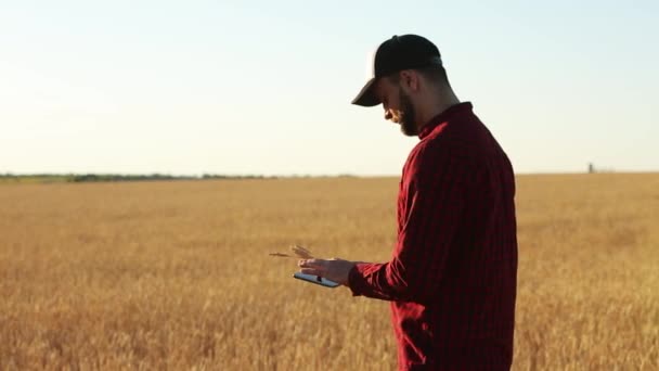 Slimme landbouw met behulp van moderne technologieën in de landbouw. Landbouwingenieur boer bezit en touch digitale tabletcomputer weergeven in tarweveld via apps en internet. Mens heeft oren van tarwe in de hand. — Stockvideo