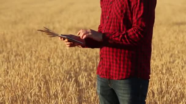 Slimme landbouw met behulp van moderne technologieën in de landbouw. Boer handen aanraken digitale tablet computerscherm met vingers in tarweveld via apps en internet. Mens heeft oren van tarwe in de hand. — Stockvideo