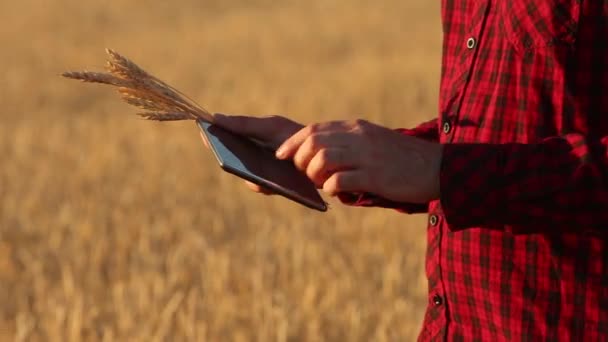 Agricultura inteligente utilizando tecnologías modernas en la agricultura. Agrónomo agricultor sostiene pantalla tableta táctil digital en el campo de trigo utilizando aplicaciones de realidad aumentada e Internet, tomando, fotos de las orejas — Vídeo de stock