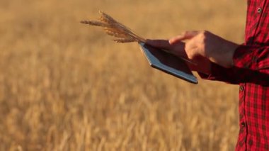 Akıllı Tarım Tarım modern teknolojileri kullanarak. Çiftçi eller touch dijital tablet bilgisayar ekran parmak apps ve Internet kullanarak buğday alanı ile. Adam kulak buğday elinde tutan.