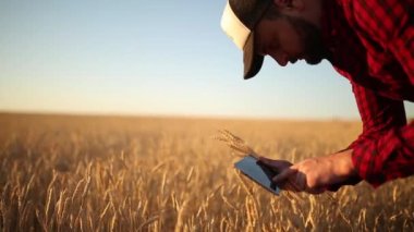 Akıllı Tarım Tarım modern teknolojileri kullanarak. Ziraat Mühendisi çiftçi dijital dokunmatik tablet bilgisayar ekranı artar gerçeklik uygulamaları ve internet, alarak, kulakları fotoğraflarını kullanarak buğday alanında tutar.