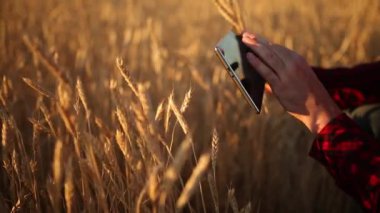 Akıllı Tarım Tarım modern teknolojileri kullanarak. Çiftçi eller touch dijital tablet bilgisayar ekran parmak apps ve Internet kullanarak buğday alanı ile. Adam kulak buğday elinde tutan.