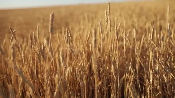 Wheat ears at the farm field, shallow depth of field. Golden ripe wheat field. Rich harvest and agricultural theme concept. Horizontal panorama — Stock Video