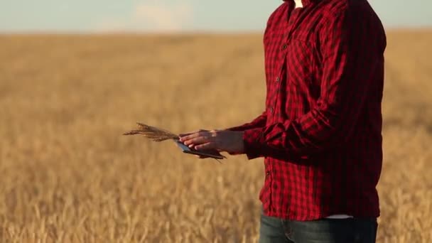 Agricultura inteligente usando tecnologias modernas na agricultura. As mãos do agricultor tocam a tela digital do computador tablet com os dedos no campo de trigo usando aplicativos e internet. Homem segura espigas de trigo na mão . — Vídeo de Stock