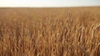 Çiftlik alanı, alan sığ derinliği buğday kulaklara. Altın olgun buğday alan. Zengin hasat ve tarım Tema kavramı. Yatay panorama