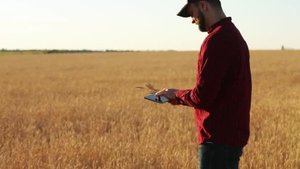 Przy użyciu nowoczesnych technologii w rolnictwie inteligentne rolnictwo. Agronom rolnik posiada i cyfrowy tablet dotykowy wyświetlacz w polu pszenicy, przy użyciu aplikacji i Internetu. Człowiek w ręku trzyma kłosy pszenicy. — Wideo stockowe