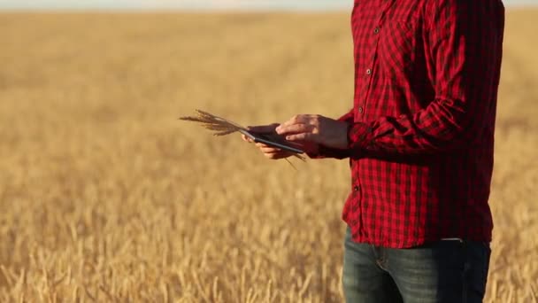 Une agriculture intelligente utilisant des technologies modernes en agriculture. Les mains du fermier touchent l'écran numérique de la tablette avec les doigts dans le champ de blé en utilisant des applications et Internet. L'homme tient à la main des épis de blé . — Video