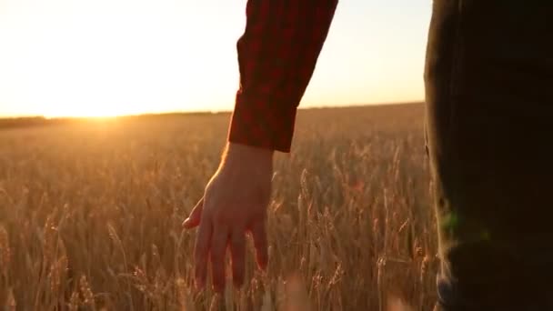 Mannenhand aanraken van een gouden tarwe oor in het tarweveld, zonsondergang licht, flare licht. Onherkenbaar persoon wandelen in veld, dolly schot. Landbouw, oogsten, biologische landbouw concept — Stockvideo