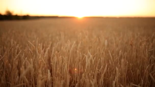 Wheat ears at the farm field, shallow depth of field. Golden ripe wheat field on sunset. Rich harvest and agricultural theme concept. Dolly shot panorama. — Stock Video