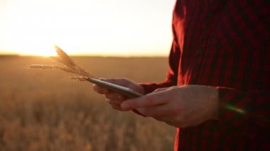 Akıllı Tarım Tarım modern teknolojileri kullanarak. Çiftçi eller touch dijital tablet bilgisayar ekran parmak apps ve Internet kullanarak buğday alanı ile. Adam kulak buğday elinde tutan.
