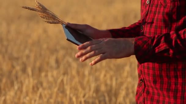 Przy użyciu nowoczesnych technologii w rolnictwie inteligentne rolnictwo. Agronom rolnik posiada cyfrowy dotykowy tablet komputer w polu pszenicy za pomocą augmented reality aplikacje i internet, fotografowania, uszy — Wideo stockowe