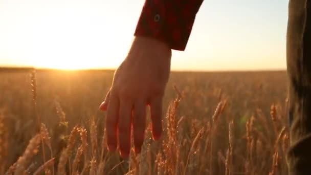 Mão masculina tocando uma orelha de trigo dourado no campo de trigo, luz do pôr-do-sol, luz flamejante. Uma pessoa irreconhecível a entrar no campo, com um tiro de boneca. Agricultura, colheita, conceito de agricultura biológica — Vídeo de Stock