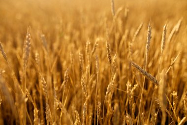 Olgun buğday kulakları çiftlikte sığ derinlik-in tarla.