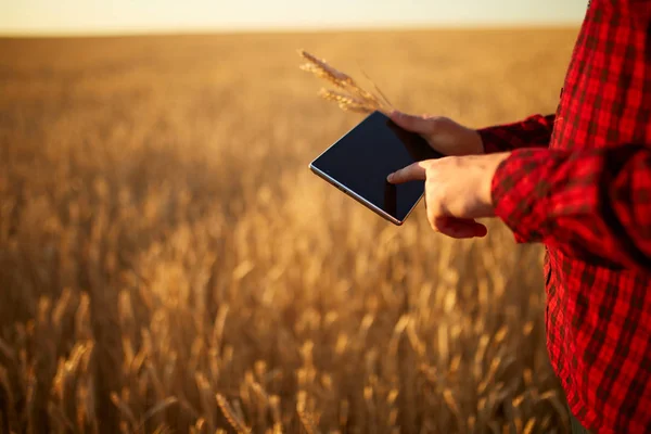 Agricultura inteligente utilizando tecnologías modernas en la agricultura. Hombre agricultor agrónomo con tableta digital en el campo de trigo utilizando aplicaciones e Internet, enfoque selectivo. Macho sostiene espigas de trigo en la mano. — Foto de Stock