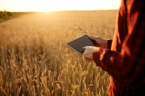 Smart farming using modern technologies in agriculture. Man agronomist farmer with digital tablet computer in wheat field using apps and internet, selective focus. Male holds ears of wheat in hand.