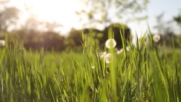 Fotoaparát vpřed prostřednictvím bílých květů pampelišky a svěží jarní zelené trávy na krásné louce. Pampelišky rostlina s léčivými účinky. Letní koncept. Nízký úhel dolly stabilní záběr.