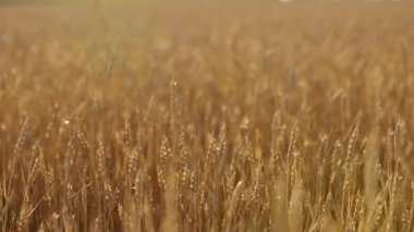 Çiftlik alanı, alan sığ derinliği buğday kulaklara. Altın olgun buğday alan. Zengin hasat ve tarım Tema kavramı. Yatay panorama