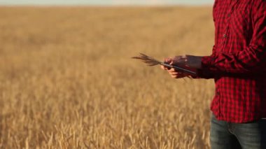 Akıllı Tarım Tarım modern teknolojileri kullanarak. Çiftçi eller touch dijital tablet bilgisayar ekran parmak apps ve Internet kullanarak buğday alanı ile. Adam kulak buğday elinde tutan.