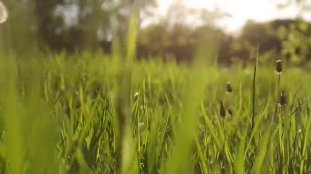Caméra se déplaçant vers l'avant à travers des fleurs de pissenlit blanc et herbe fraîche vert printemps sur jolie prairie. Pissenlit à effet médicinal. Concept d'été. Petit angle dolly coup régulier . — Video