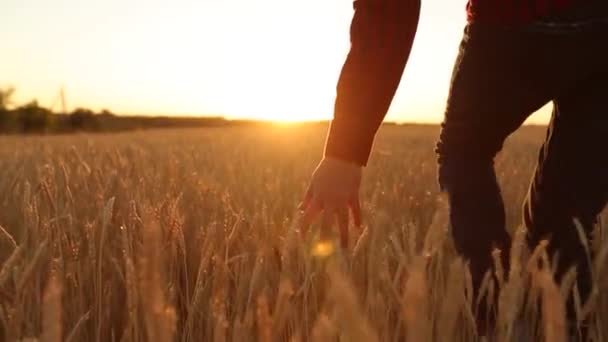Mężczyzna ręką dotykając ucha złotej pszenicy w polu pszenicy, zachód światło pochodni światła. Chodzenie w dziedzinie w zwolnionym tempie, dolly strzał do poznania osoby. Rolnictwo, zbiorów, pojęcie rolnictwa ekologicznego — Wideo stockowe