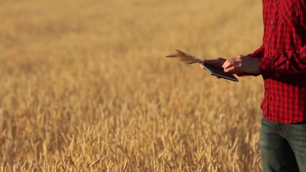スマート農業の農業近代的な技術を使用して。農家の手は、アプリやインターネットを使用して麦畑で指でデジタル タブレット コンピューターの画面をタップします。男は小麦の耳を手で保持します。. — ストック動画