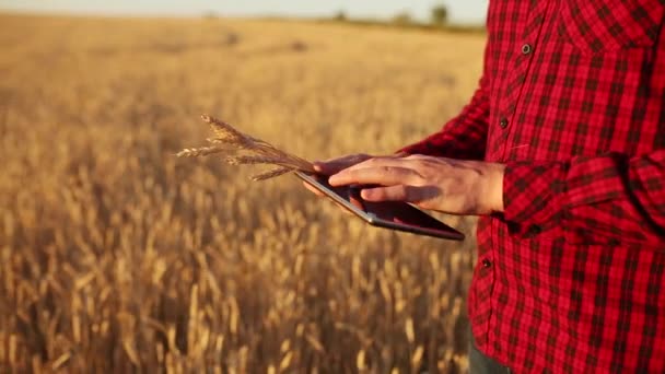 Chytré hospodaření pomocí moderních technologií v zemědělství. Farmář ruce dotykový displej počítače digitální tabletu s prsty v pšeničné pole pomocí aplikace a internet. Muž drží v ruce uši pšenice. — Stock video