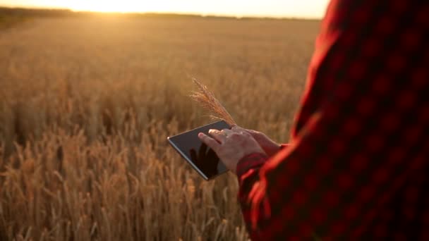 利用现代农业技术进行智能农业。农民手触摸数字平板电脑显示与手指在麦田使用应用程序和互联网。人手捧麦子耳. — 图库视频影像