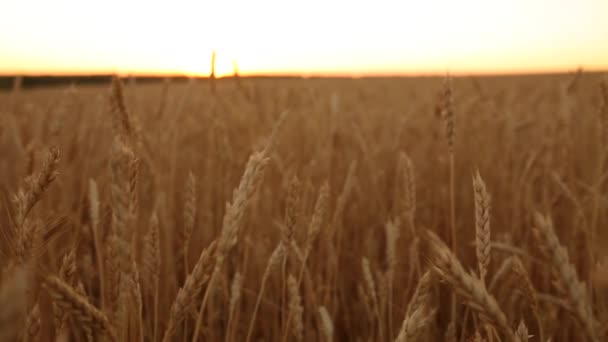 Orelhas de trigo no campo da fazenda, profundidade rasa do campo. Campo de trigo maduro dourado ao pôr do sol. Conceito de colheita rica e tema agrícola. Panorama horizontal. Vista próxima com profundidade de campo rasa — Vídeo de Stock