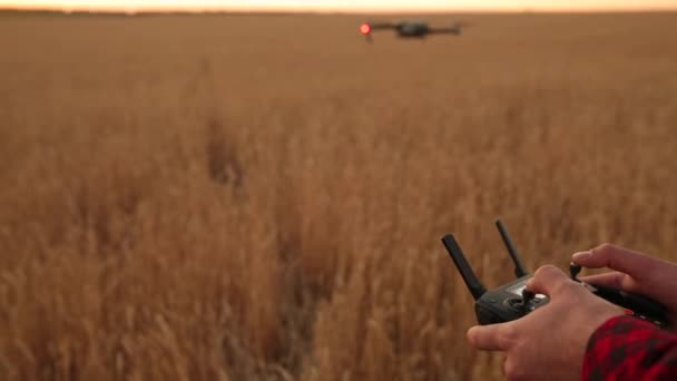 農家手は、quadcopter が背景に飛んでいる間彼の手でリモコンを保持します。ドローンは、麦畑で農業の後ろに置かれています。農業の新技術と革新。背面図 — ストック動画
