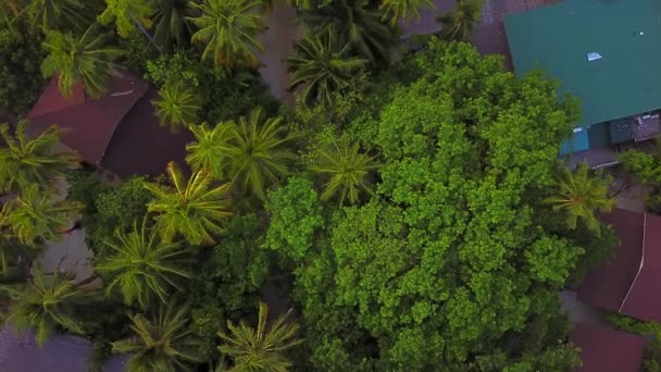 Aerial view from above of tropical palms and trees on resort island, camera is descending, copter goes down — Stock Video