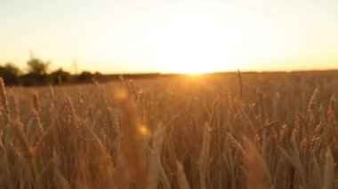 Buğday alan gökyüzü ve güneş karşı altın olgun kulakları ağır çekimde Sunset'teki hareket kamera. Zengin hasat ve tarım Tema kavramı.