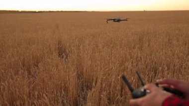 Çiftçi elleri elleri ile uzaktan kumanda tutarken quadcopter arka plan üzerinde uçuyor. Buğday alanında bilimsel tarım uzmanı arkasında dron hovers. Tarım yeni teknolojiler ve yenilikler. Arkadan görünüm